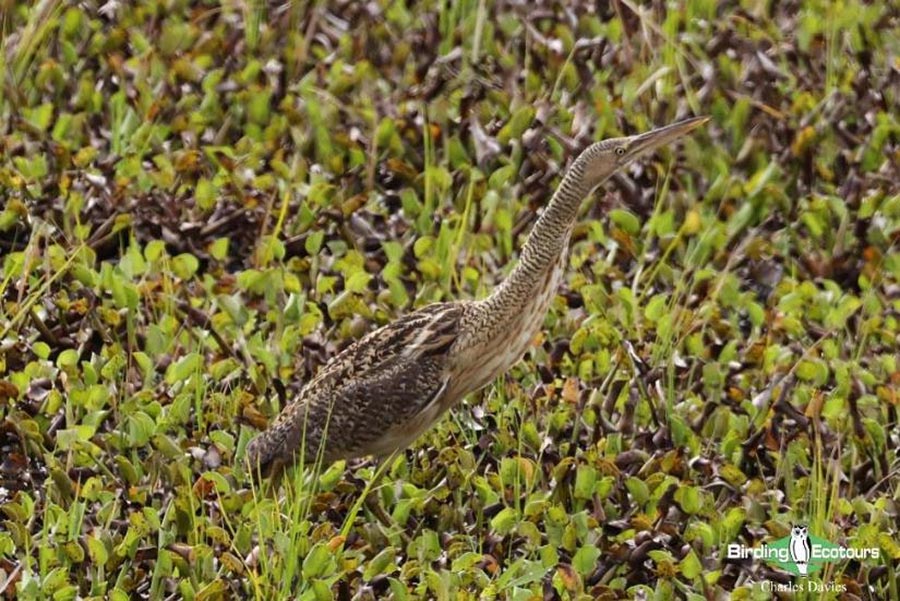 North-east Brazil endemics