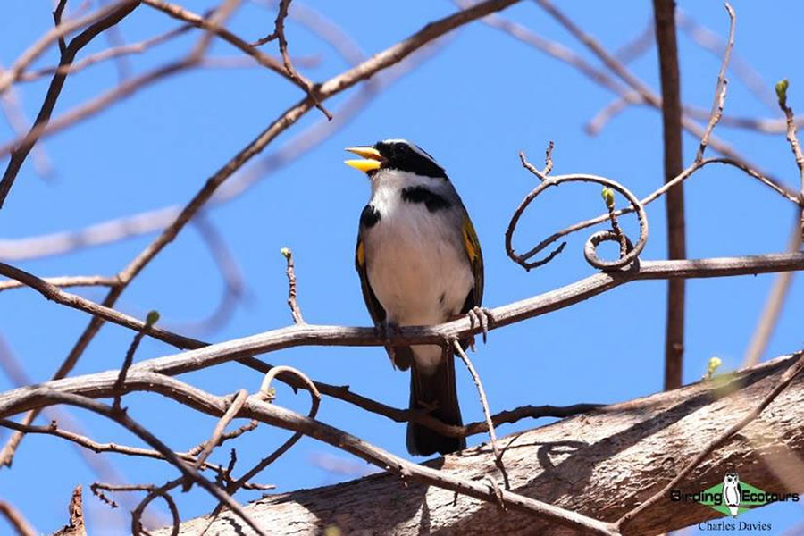 North-east Brazil endemics