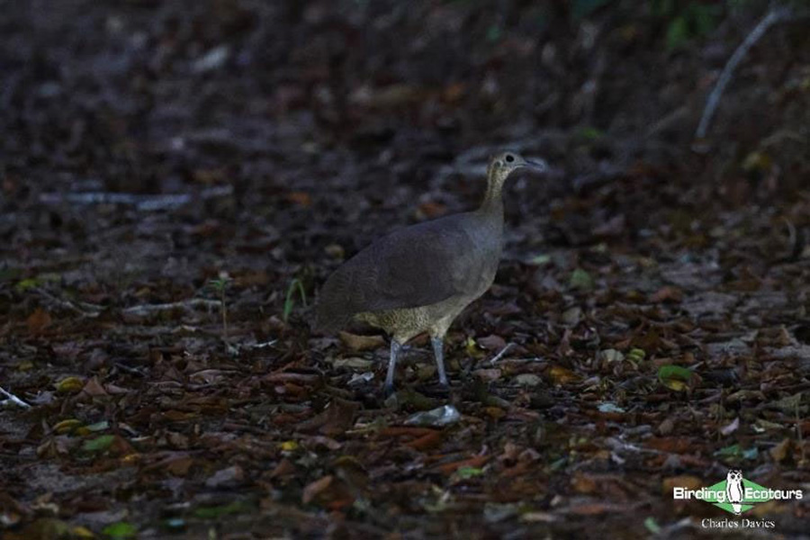 North-east Brazil endemics