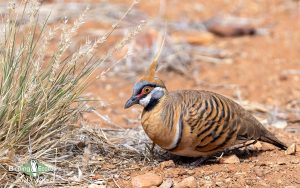 Australia birding tours