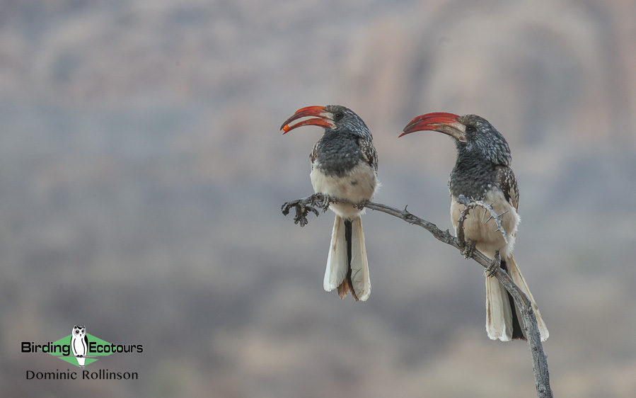 Complete Namibia birding report