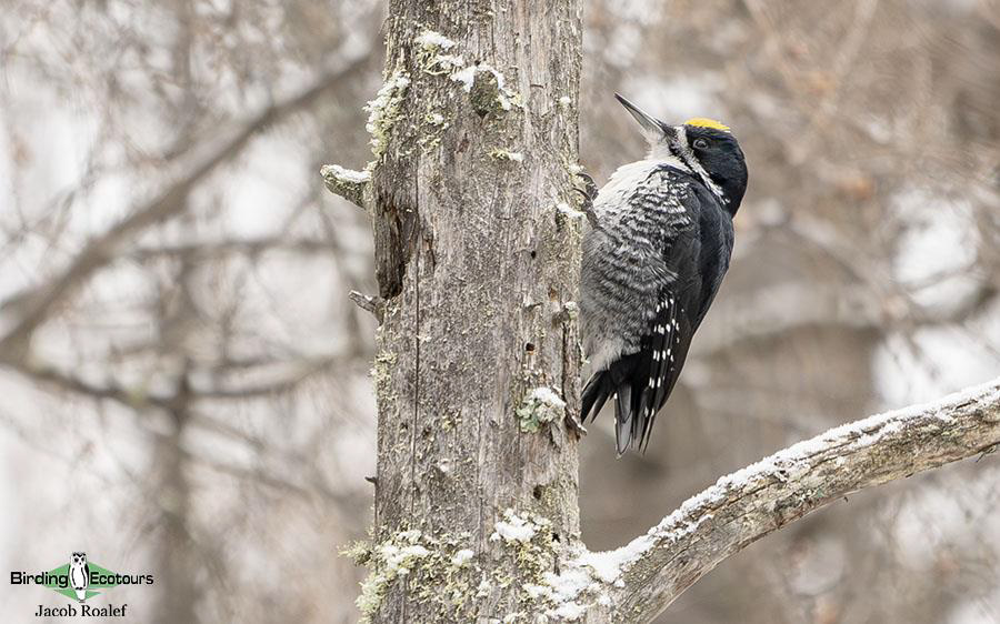 Minnesota Birding report