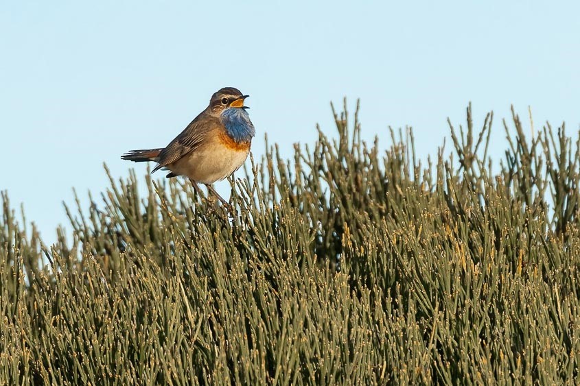 Spain: Spring Birding Extravaganza