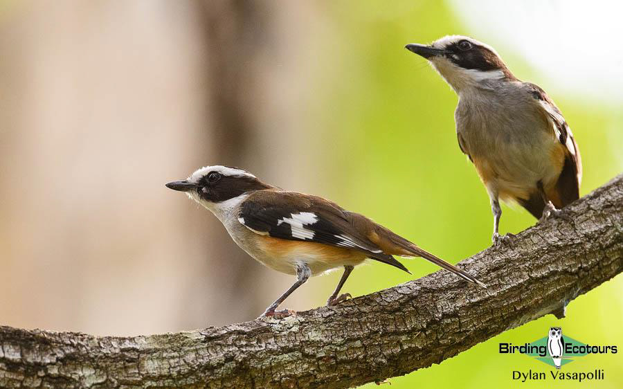 Northern Australia birding tours