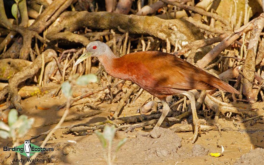 Northern Australia birding tours