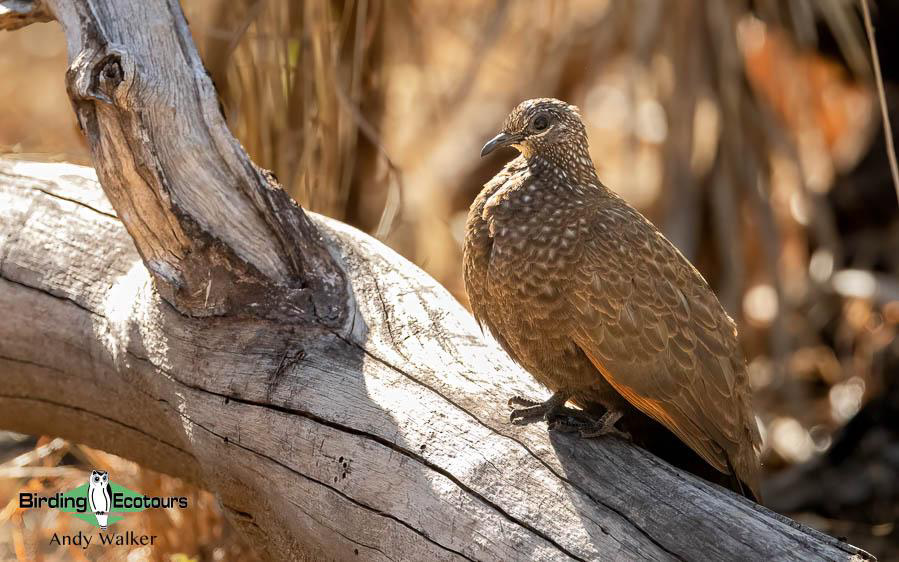 Northern Australia birding tours