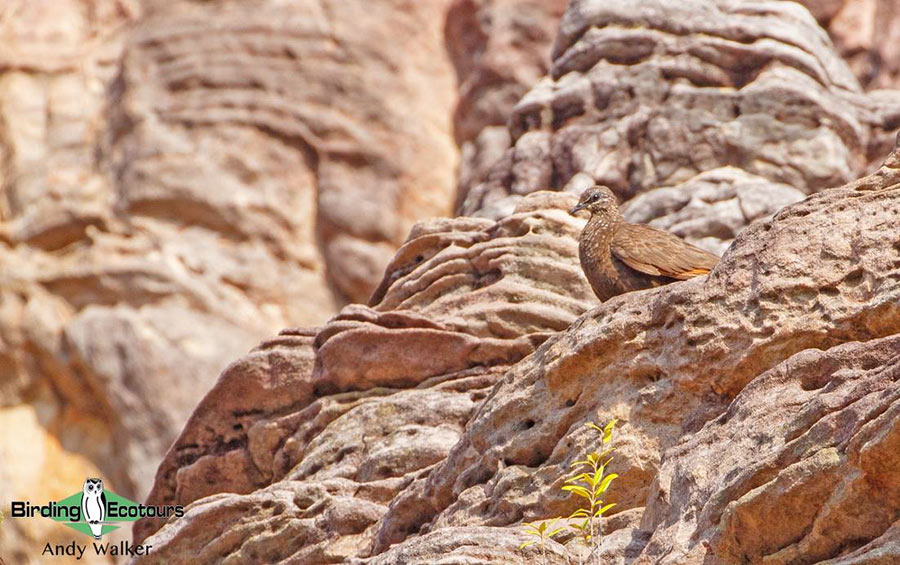 Northern Australia birding tours