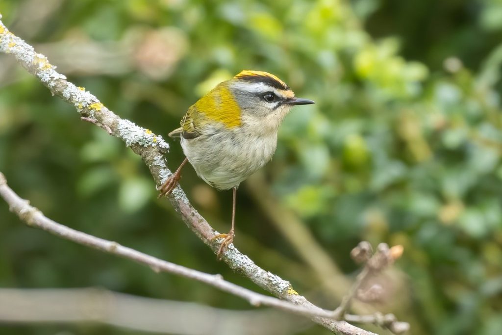 Spain: Spring Birding Extravaganza