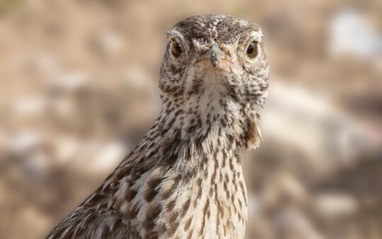 Spain: Spring Birding Extravaganza