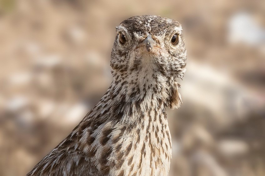 Spain: Spring Birding Extravaganza