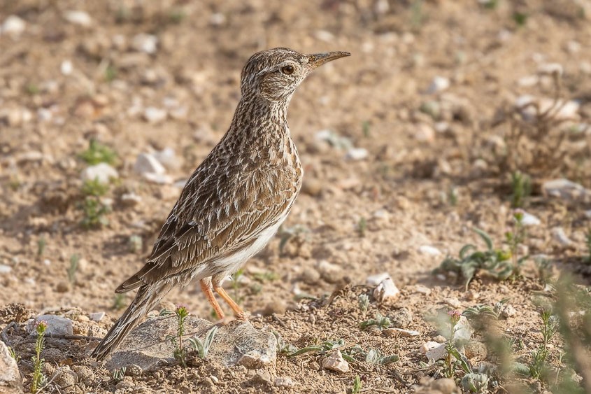 Spain: Spring Birding Extravaganza