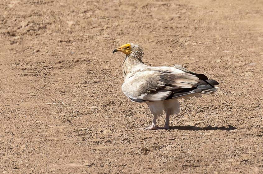 Spain: Spring Birding Extravaganza