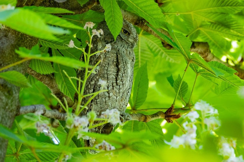 Spain: Spring Birding Extravaganza