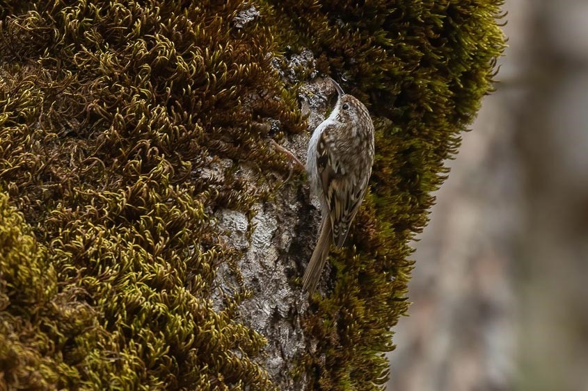 Spain: Spring Birding Extravaganza