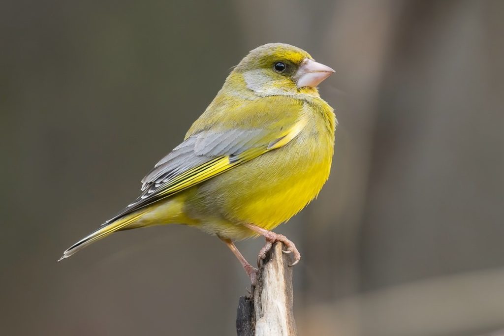 Spain: Spring Birding Extravaganza 