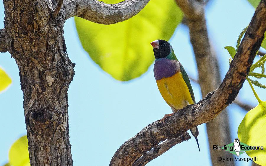 Northern Australia birding tours