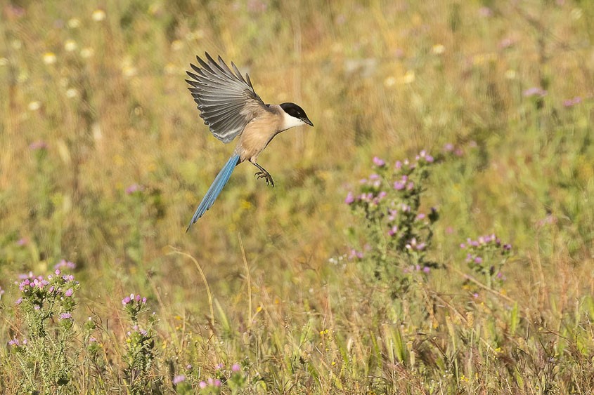 Spain: Spring Birding Extravaganza