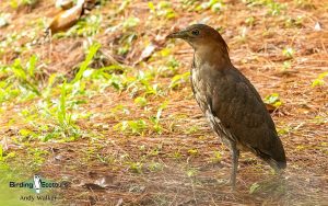 The Philippines birding tours