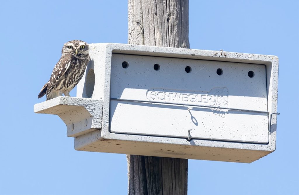 Spain: Spring Birding Extravaganza