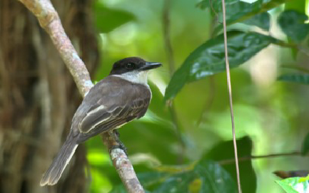Puerto Rico birding tours