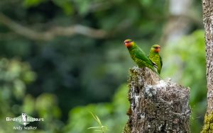 The Philippines birding tours