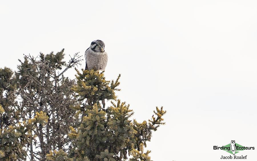 Minnesota Birding report
