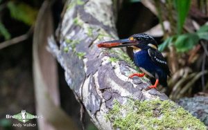 The Philippines birding tours