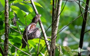 The Philippines birding tours