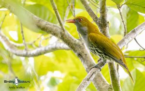 The Philippines birding tours