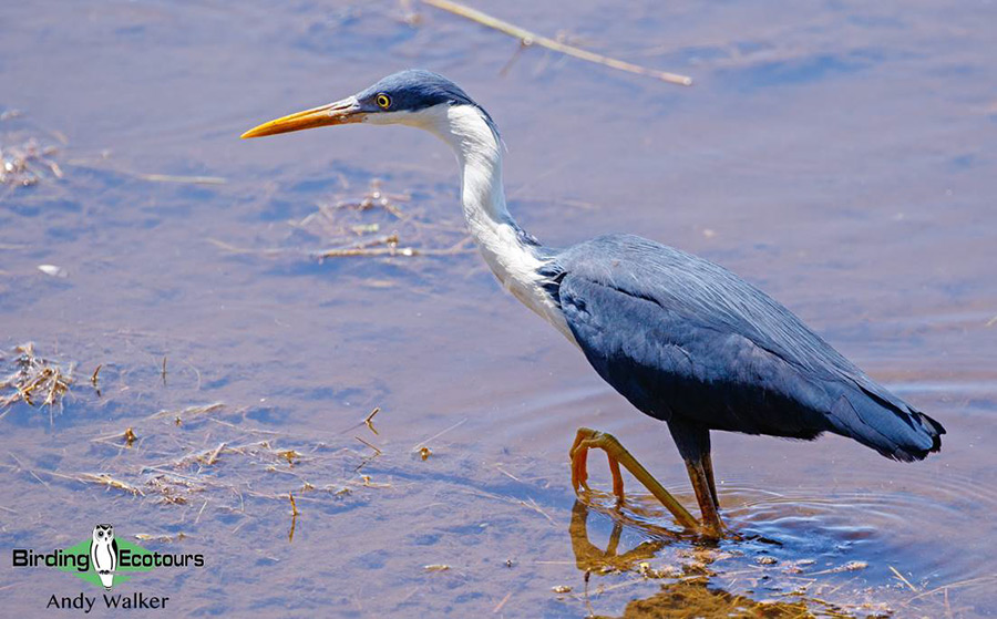 Northern Australia birding tours