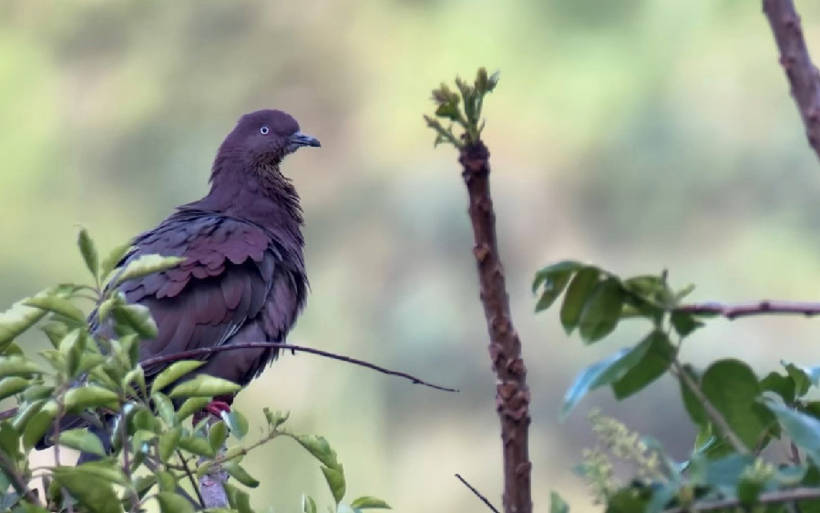 Puerto Rico birding tours