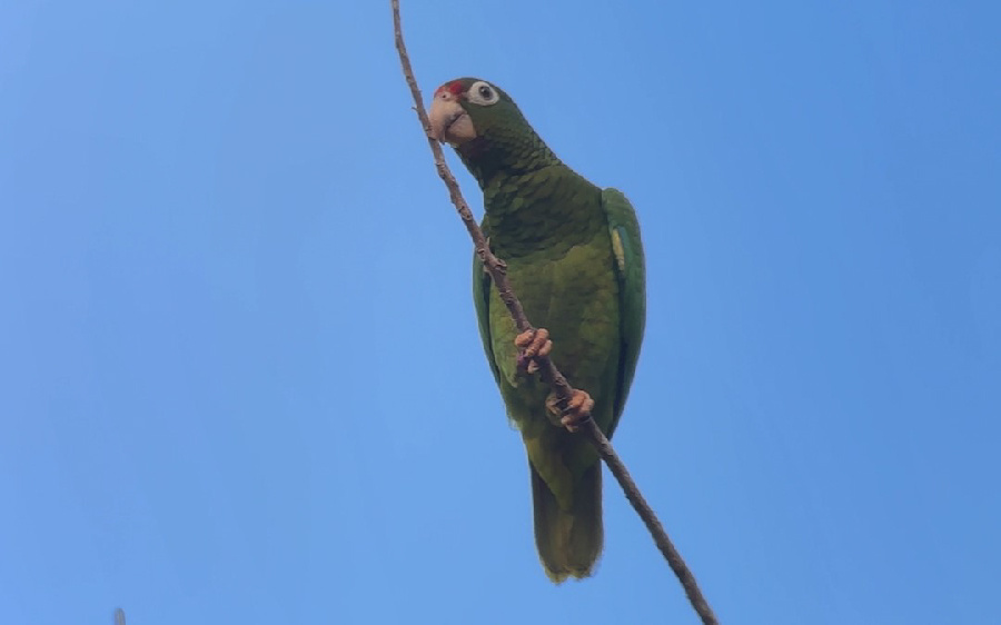 Puerto Rico birding tours