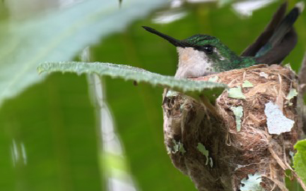 Puerto Rico birding tours