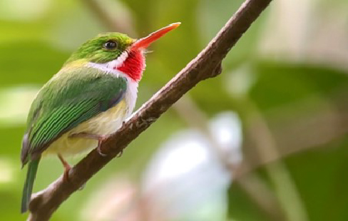 Puerto Rico birding tours