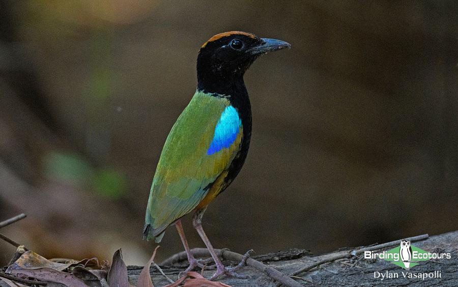 Northern Australia birding tours