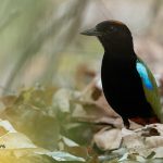 Northern Australia birding tours