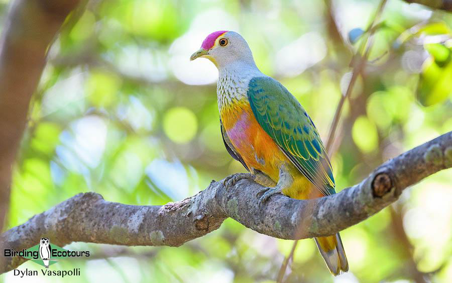 Northern Australia birding tours