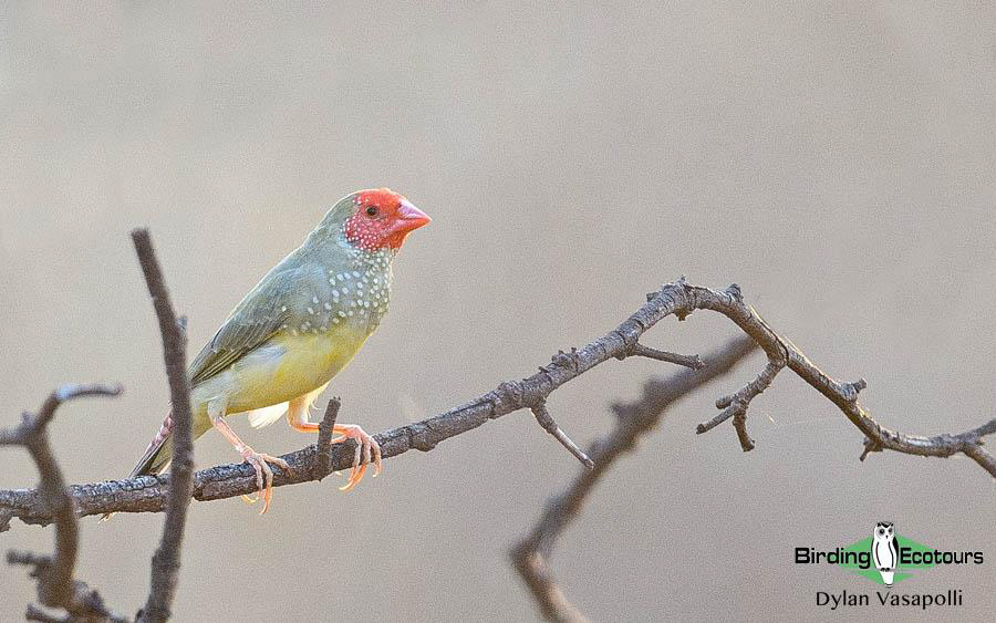 Northern Australia birding tours