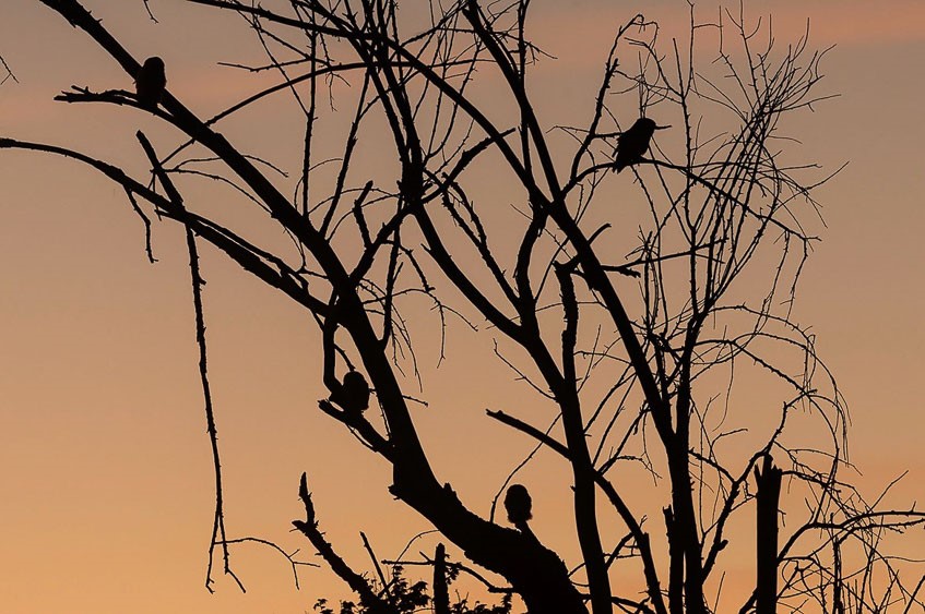 Spain: Spring Birding Extravaganza