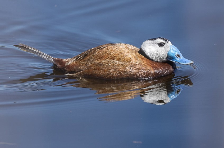 Spain: Spring Birding Extravaganza