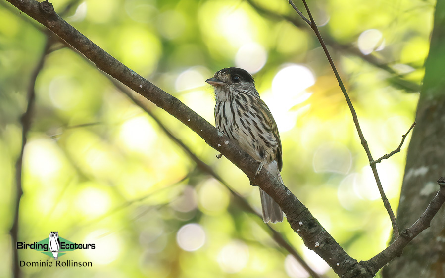 Zimbabwe-Mozambique birding tour