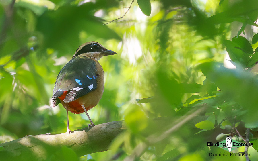 Zimbabwe-Mozambique birding tour