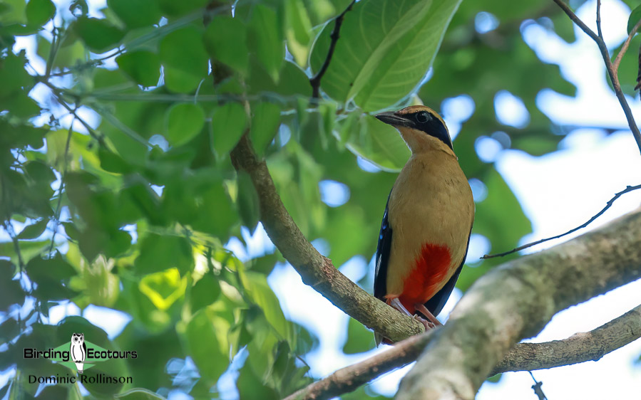 Zimbabwe-Mozambique birding tour