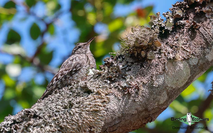 Zimbabwe-Mozambique birding tour