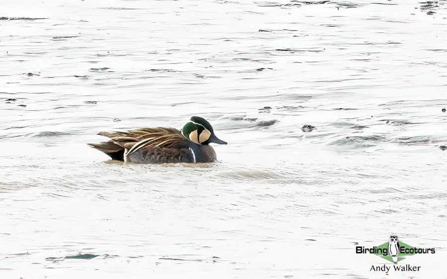 Japan Birding Tours