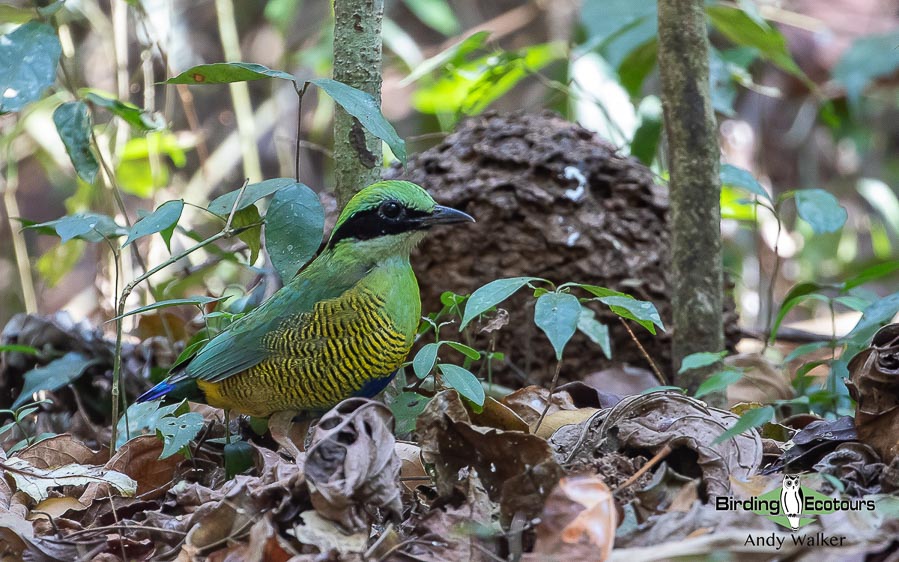 Cambodia birding tours