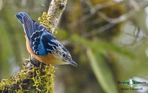 Bhutan birding tours