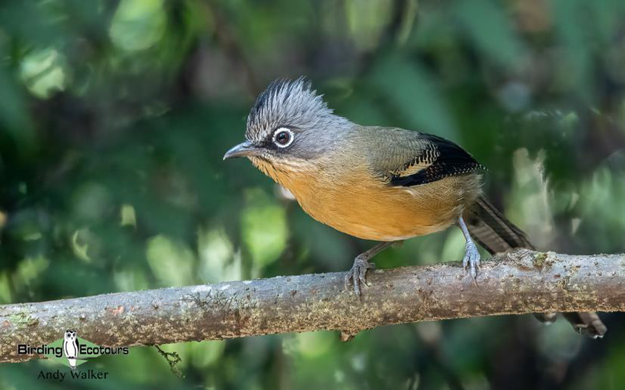 Vietnam birding tours