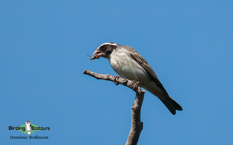 Zimbabwe-Mozambique birding tour