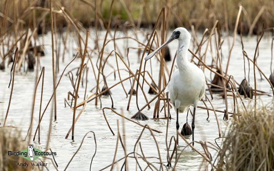 Japan Birding Tours